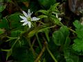 Spreading Chickweed